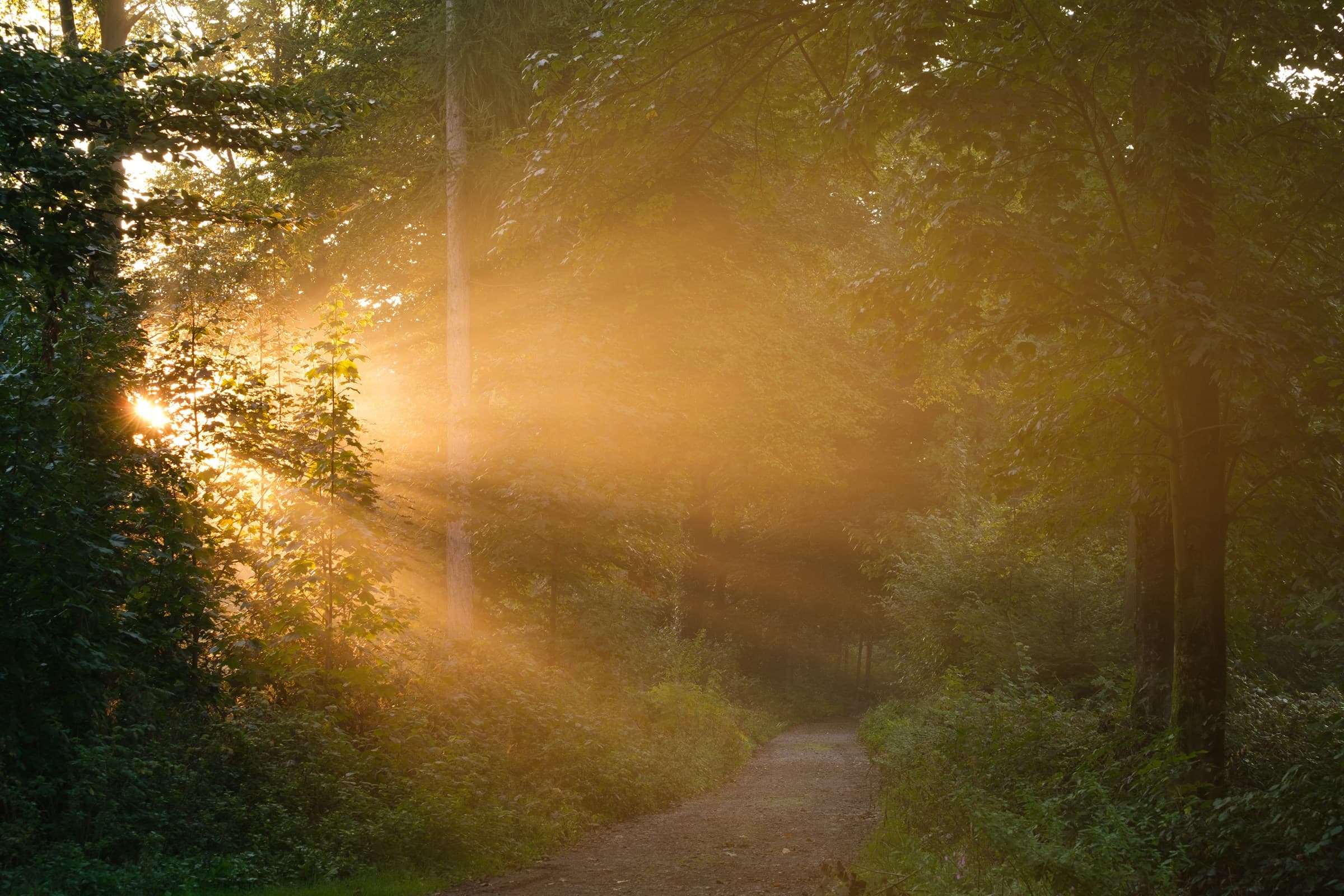 A path through morning light — the long road of recovery