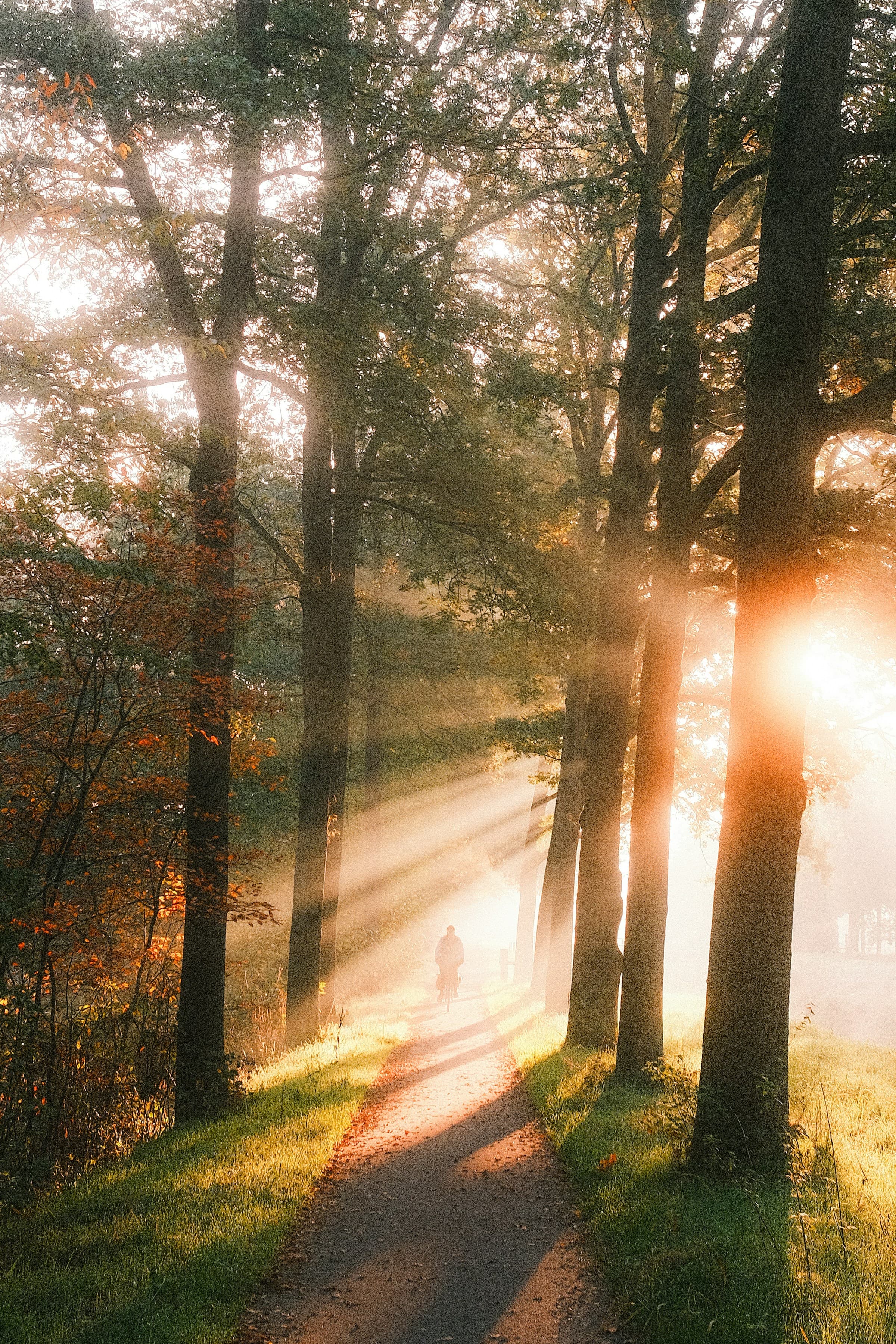 Sunlight streaming through trees onto a forest path — the recovery journey we serve.